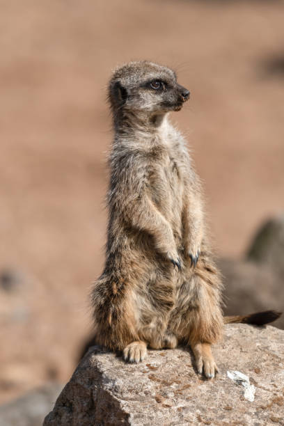 istock Meerkat Sitting on a Rock 1281332576