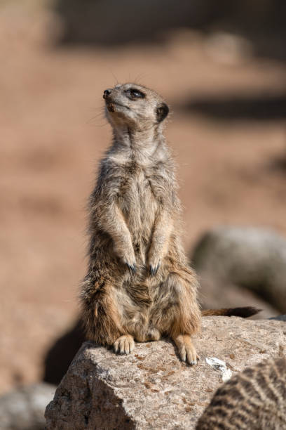istock Meerkat Sitting on a Rock 1281332613