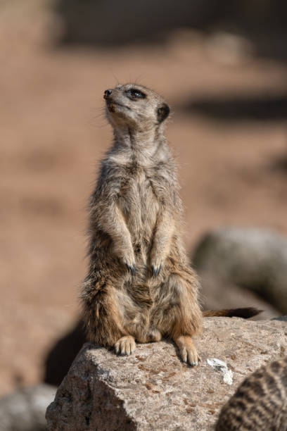 istock Meerkat Sitting on a Rock 1281332638