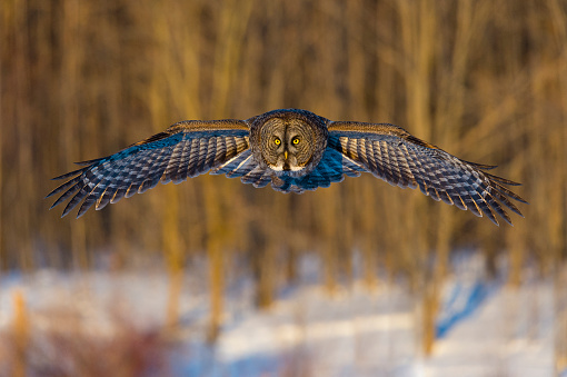 A snowy owl.