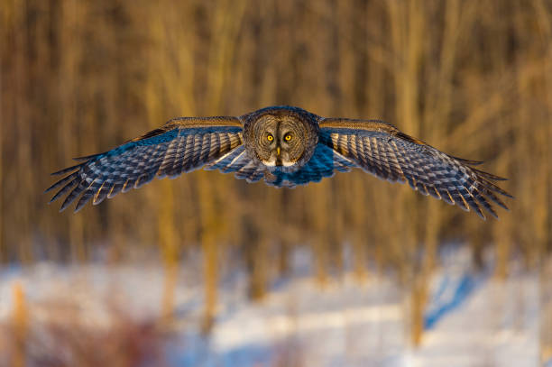 Great grey owl in flight Great grey owl or great gray owl, strix nebulosa. animal eye photos stock pictures, royalty-free photos & images