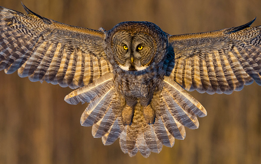 Great-horned owl flying in the forest on green background, Quebec, Canada