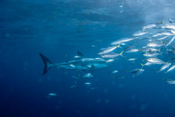 istock School of Trachurus and Great White Shark 1281333796