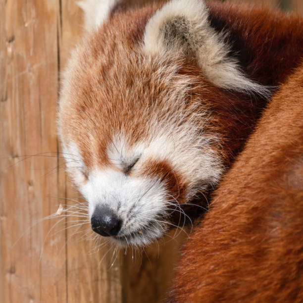 istock Gorgeous Red Panda Resting on a a Wooden Post 1281334127
