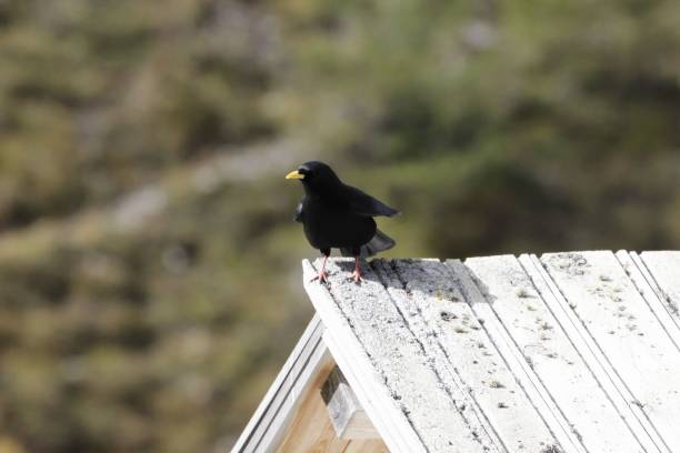istock Alpine chough or yellow billed chough, Pyrrhocorax graculus 1281334171