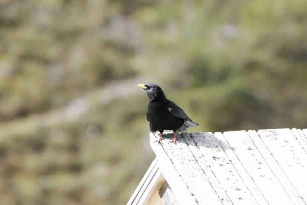 istock Alpine chough or yellow billed chough, Pyrrhocorax graculus 1281334192