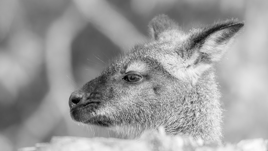 Black and White Bennet's Wallaby Lazing on the Grass