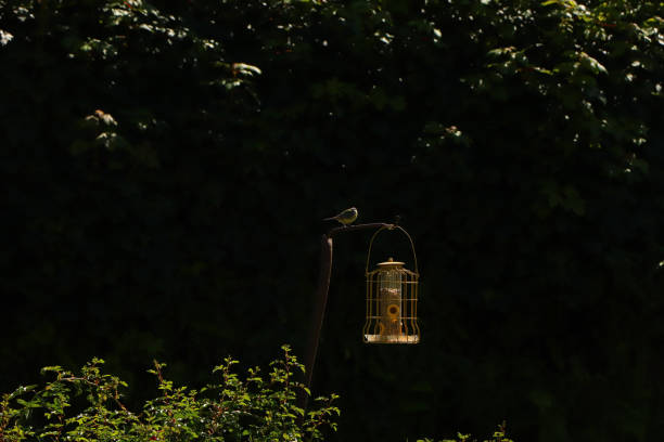 istock Birds feasting on nuts in a metal feeder on a farm in Exmoor 1281335569