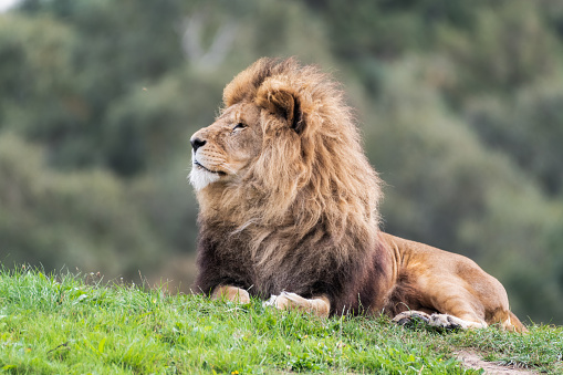 Majestic Male Lion Resting on Grass