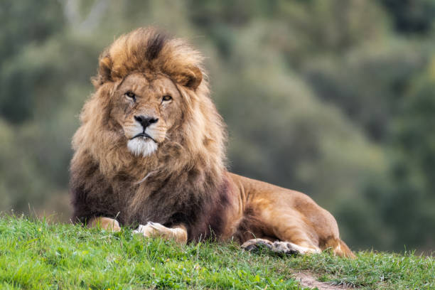 istock Majestic Male Lion Resting on Grass 1281335874