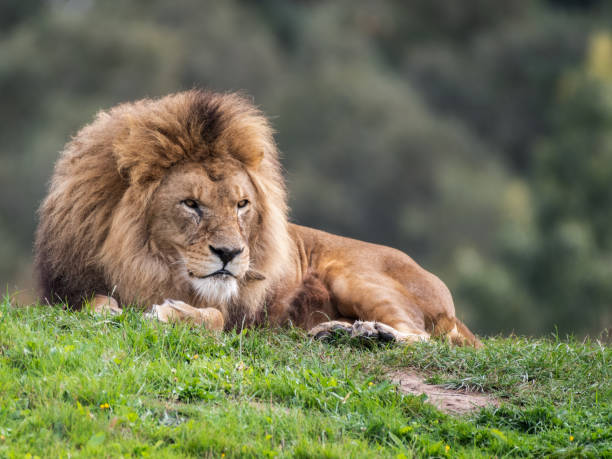 istock Majestic Male Lion Resting on Grass 1281335901