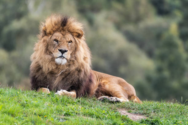 istock Majestic Male Lion Resting on Grass 1281335926