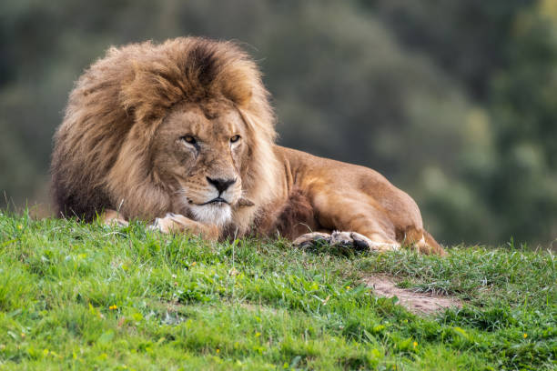 istock Majestic Male Lion Resting on Grass 1281335968