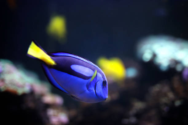 tang azul real del pacífico (paracanthurus hepatus) - beauty in nature coral angelfish fish fotografías e imágenes de stock