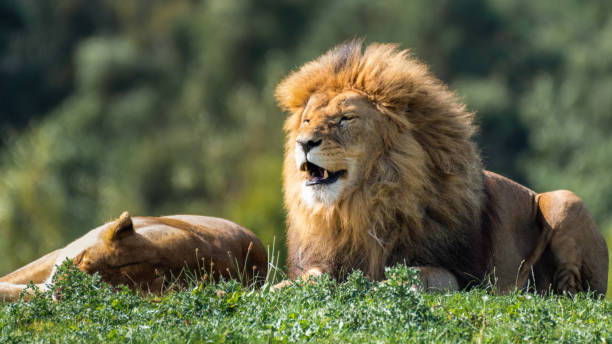 istock Majestic Male Lion Resting on Grass 1281336186