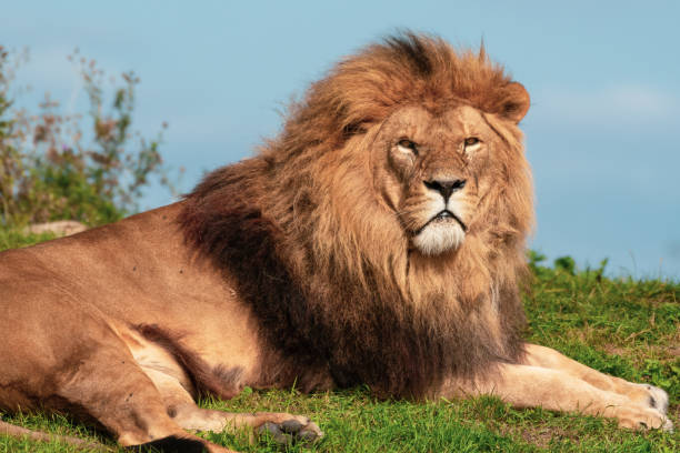 istock Majestic Male Lion Resting on Grass 1281336915