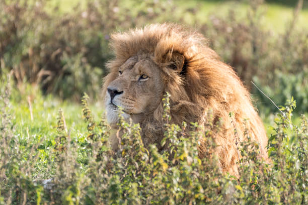istock Majestic Male Lion Resting in Tall Grass 1281337234