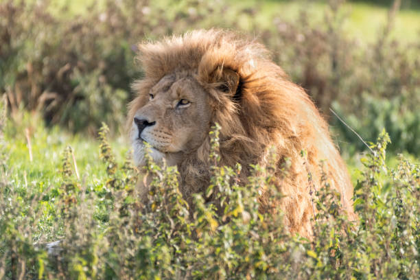 istock Majestic Male Lion Resting in Tall Grass 1281337238