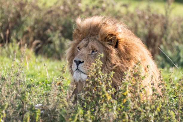 istock Majestic Male Lion Resting in Tall Grass 1281337249