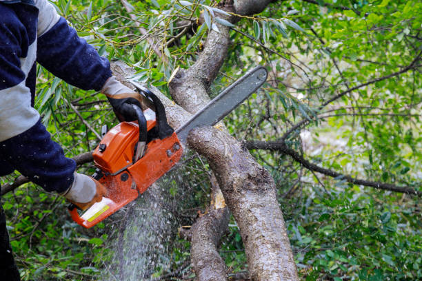 istock Broken the trunk tree after hurricane of man is cutting a tree with a chainsaw 1281338207