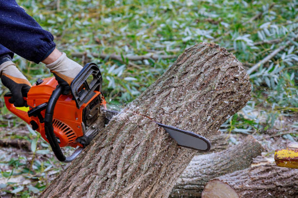 istock A tree falling in the cut with a chainsaw broken the tree after a hurricane 1281338213