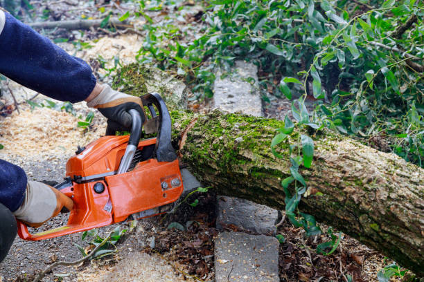 istock Man is cutting a tree with a chainsaw, broken the trunk tree after a hurricane 1281338216