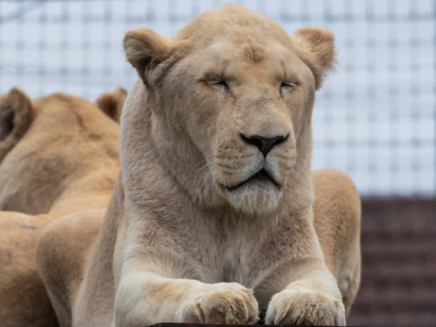 istock Majestic Male White Lion Close Up Portrait 1281338521