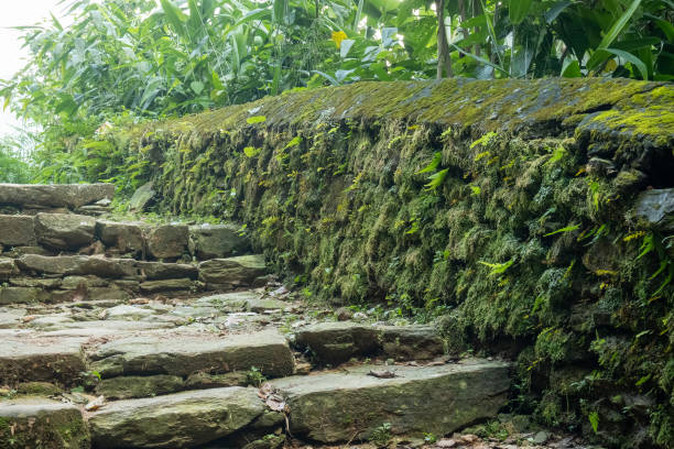 istock Mountain trekking trail with natural stone steps, passing through trees and walls overgrown with dense green moss 1281339771