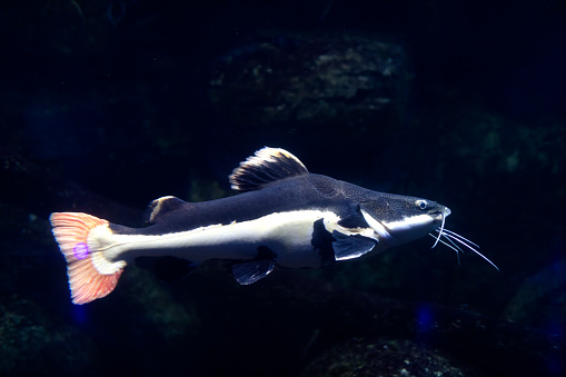 Red-Tail Catfish, phractocephalus hemioliopterus