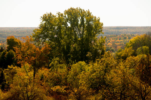 The image shows the canopy of plane trees (Platanus) in autumn, with leaves transitioning from green to yellow and orange