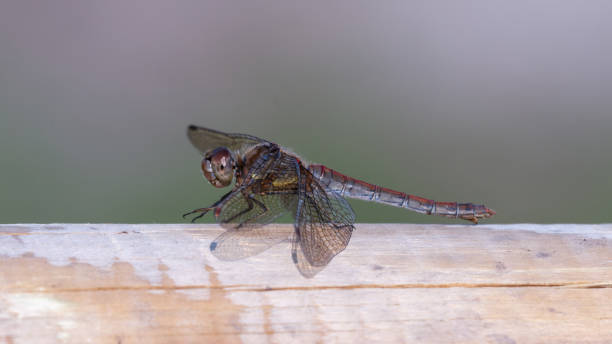 istock Globe Skimmer Dragonfly Resting on top of a Fence 1281340257