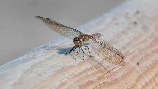 Globe Skimmer Dragonfly Resting on top of a Fence