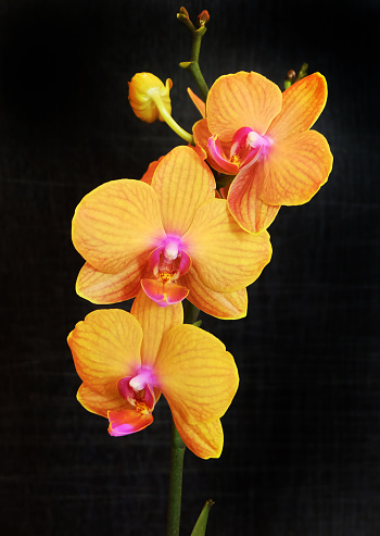 Orange phalaenopsis orchid with blossoming flowers and buds on a black background, selective focus, vertical orientation.