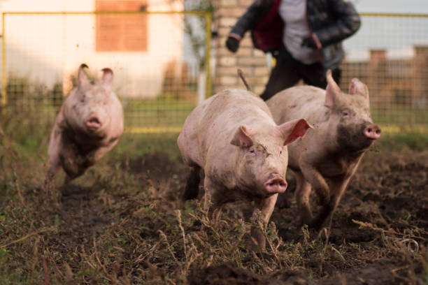 работает свиней на открытом воздухе свиноводства концепции - farmer pig domestic pig farm стоковые фото и изображения