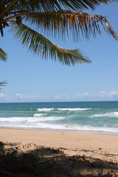 istock Desert Beach in Brazil 1281342057