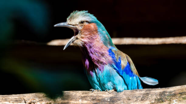 istock Lilac Breasted Roller on a Perch with its Beak Wide Open 1281342058