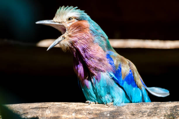istock Lilac Breasted Roller on a Perch with its Beak Wide Open 1281342118