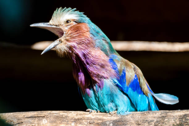 istock Lilac Breasted Roller on a Perch with its Beak Wide Open 1281342123
