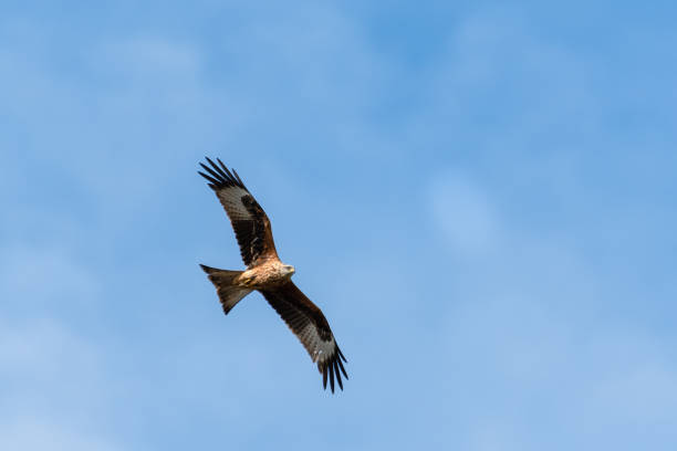 istock Majestic Red Kite Soaring Across the Sky 1281342252