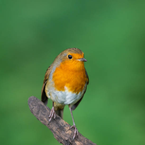 istock Little Robin Redbreast Perched on a Branch 1281342299