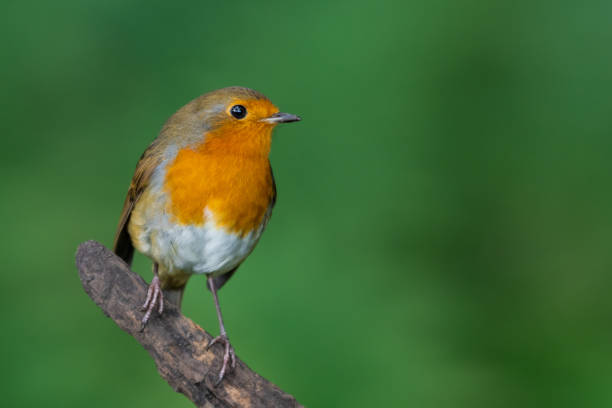 little robin redbreast perched on a branch - passerine imagens e fotografias de stock