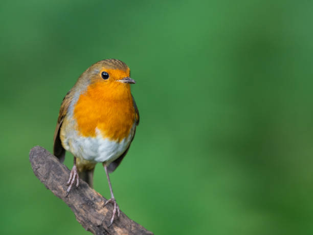 istock Little Robin Redbreast Perched on a Branch 1281342350