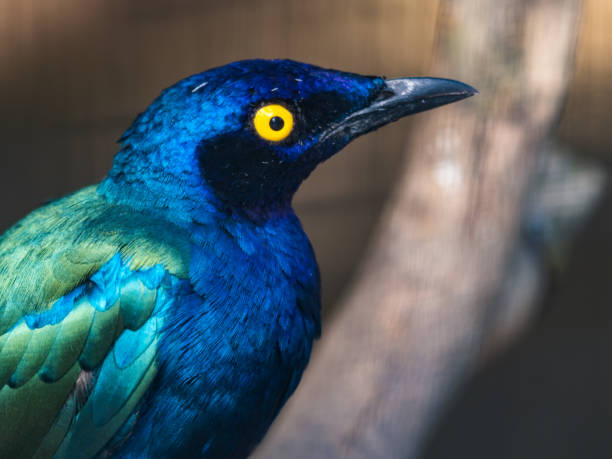 istock Purple Glossy Starling Close Up Head Shot 1281342363