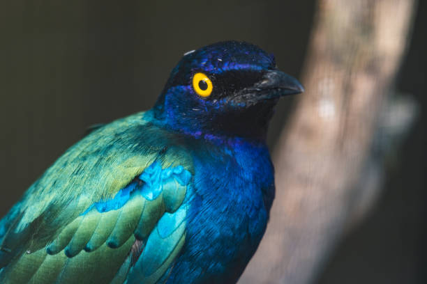 istock Purple Glossy Starling Close Up Head Shot 1281342378
