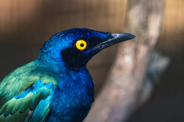 istock Purple Glossy Starling Close Up Head Shot 1281342390