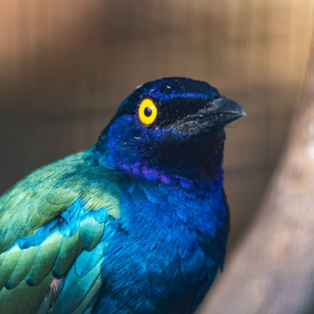 istock Purple Glossy Starling Close Up Head Shot 1281342431