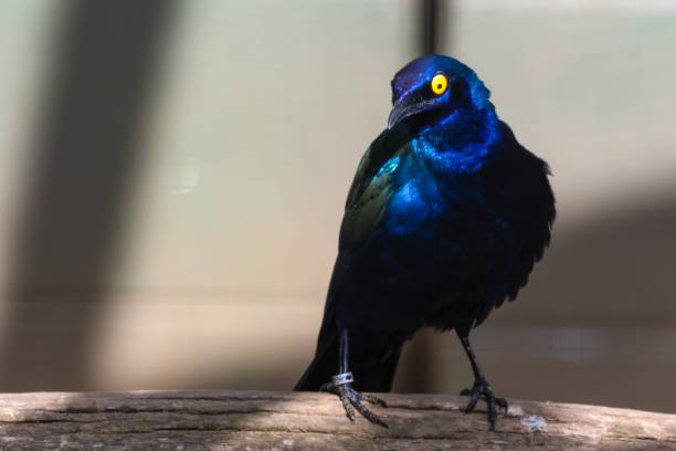 istock Purple Glossy Starling Standing on a Perch 1281342442