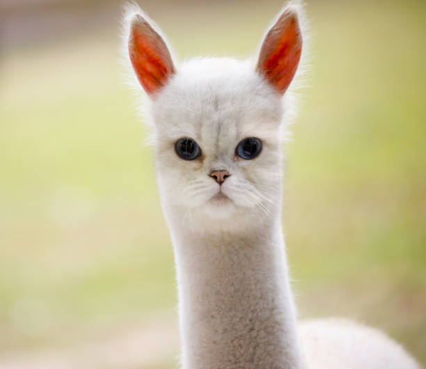 644 Funny Hybrid Animals Stock Photos, Pictures & Royalty-Free Images - iStock 644 Funny Hybrid Animals Stock Photos, Pictures & Royalty-Free Images - iStock