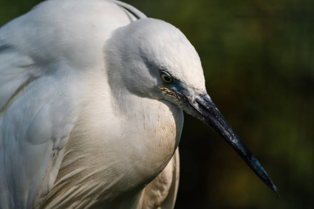 istock Little Egret Close Up Portrait 1281344023
