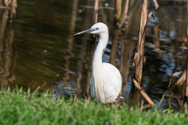 istock Little Egret Hunting in Water 1281344227